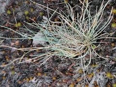 Festuca ovina