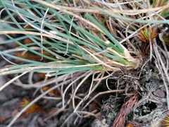 Festuca ovina