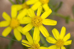 Senecio spanomerus