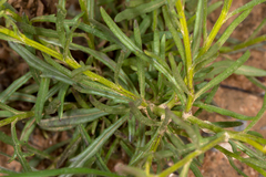Senecio spanomerus