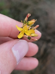Hypericum linariifolium