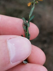 Hypericum linariifolium