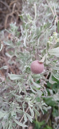 Unknown species found near McCall, ID 83638, USA