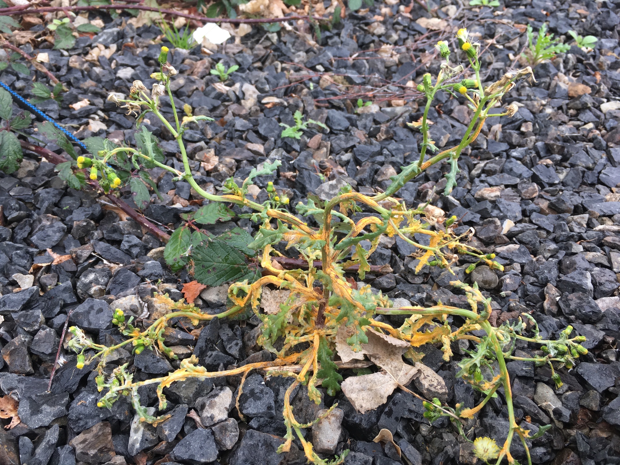 Puccinia lagenophorae image