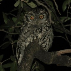 Megascops trichopsis