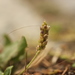 Plantago major intermedia - Photo (c) Alexis, some rights reserved (CC BY), uploaded by Alexis