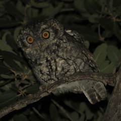 Megascops trichopsis