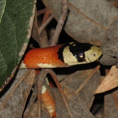 Lampropeltis pyromelana