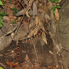 Lampropeltis pyromelana