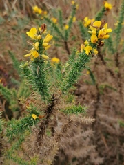 Ulex minor