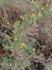 Ulex minor