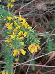 Ulex minor