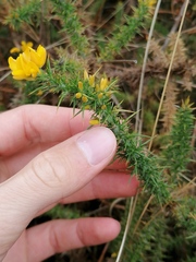 Ulex minor