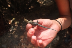 Anatololacerta anatolica