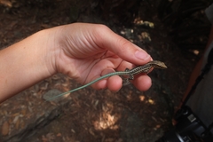 Anatololacerta anatolica