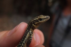 Anatololacerta anatolica