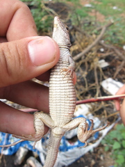 Aspidoscelis stictogrammus