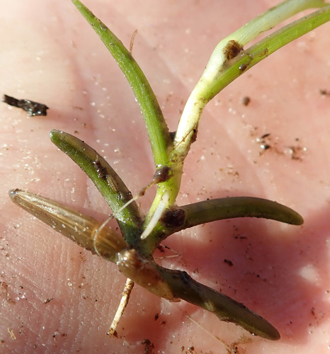 Caldesia parnassifolia, photograph 2