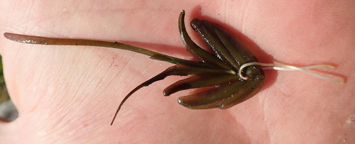 Caldesia parnassifolia, photograph 3