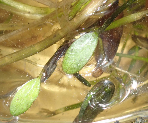 Caldesia parnassifolia, photograph 5