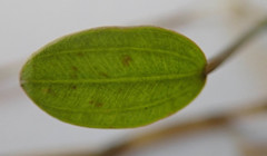 Caldesia parnassifolia image