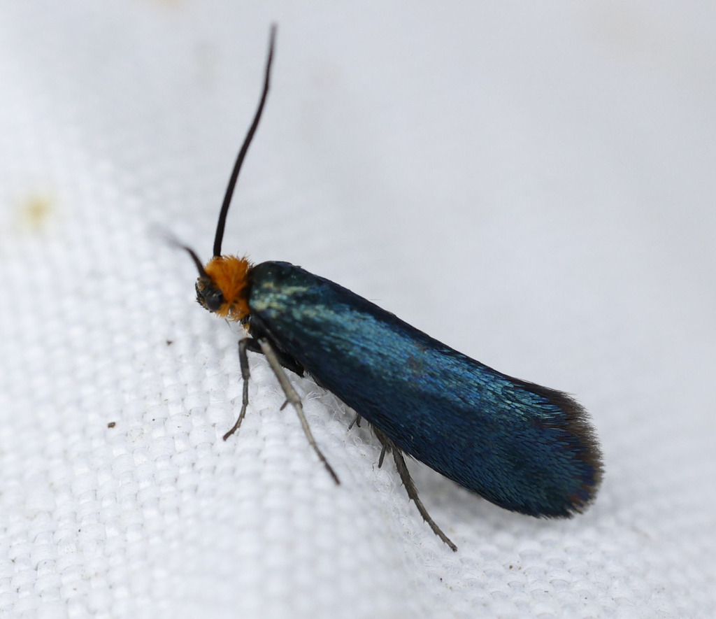 Paraclemensia cyanella