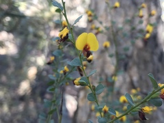 Bossiaea rhombifolia