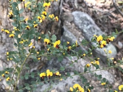Bossiaea rhombifolia