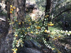 Bossiaea rhombifolia