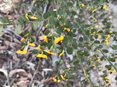 Bossiaea rhombifolia