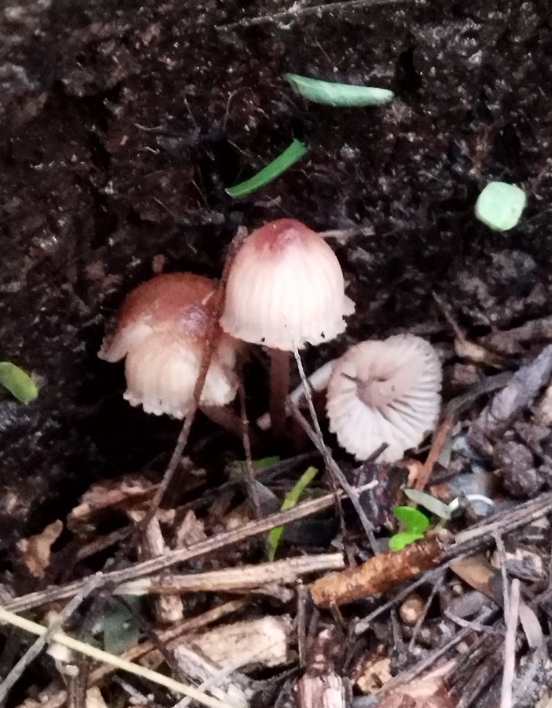 Mycena haematopus · May 2025 · photo: © seba_fornes (iNaturalist, cc-by)