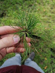 Isolepis fluitans