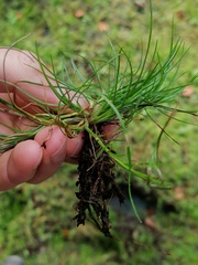 Isolepis fluitans