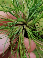 Isolepis fluitans