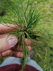 Isolepis fluitans