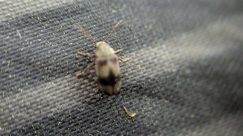 ivy boring beetle, Noordwijkerhout, Nederland, photo 4 of 10
