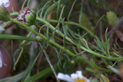Minuria leptophylla
