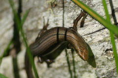 Pseudemoia cryodroma