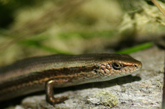 Pseudemoia cryodroma