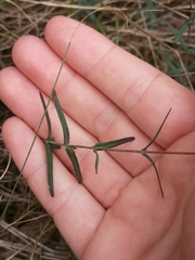 Hypericum linariifolium