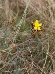 Hypericum linariifolium
