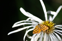 Chrysolarentia chrysocyma