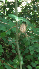 Araneus diadematus