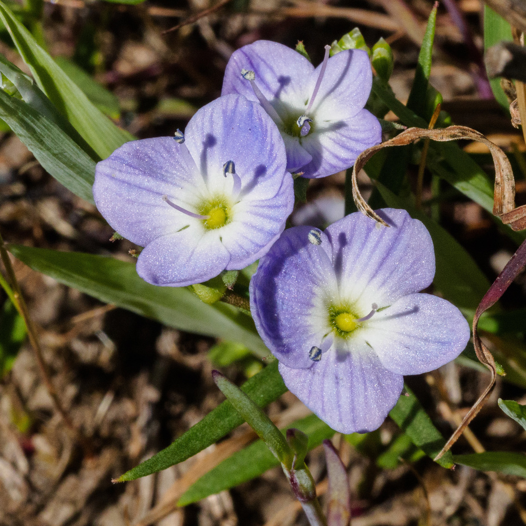 Slender Speedwell