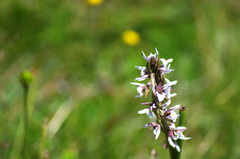 Prasophyllum suttonii