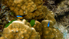 Pomacentrus simsiang