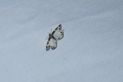 Photo of Clouded Border (Lomaspilis marginata)