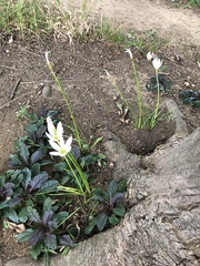 Zephyranthes candida