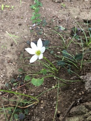 Zephyranthes candida