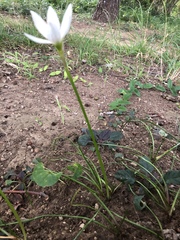 Zephyranthes candida